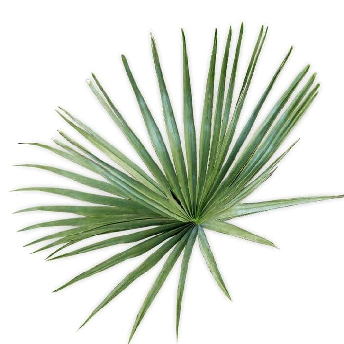 Saw palmetto - UltraMax Testo Enhancer composition